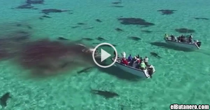Unos turistas son sorprendidos por 70 tiburones!
