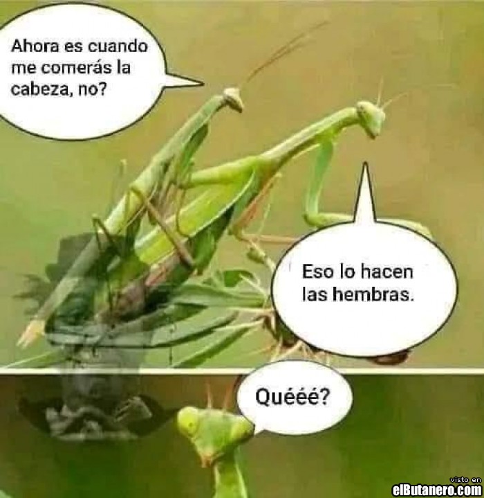 Mantis religiosa